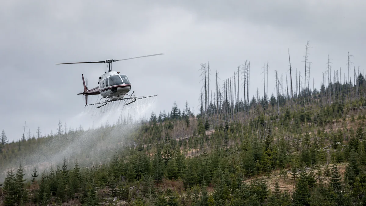 A helicopter spraying herbicide over a Canadian conifer plantation.